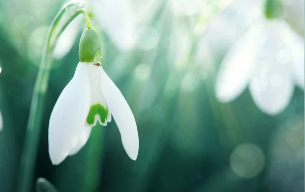 Weiße Schneeglöckchen blühen im sonnigen Garten. Oster-Hintergrund. — Stockfoto