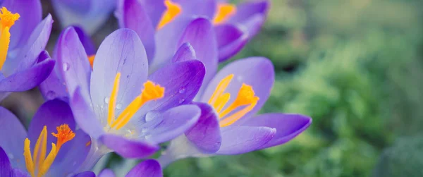 Groupe de crocus violet sous le soleil éclatant dans le jardin de printemps. — Photo