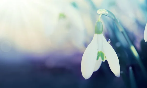Weiße Schneeglöckchen blühen im sonnigen Garten. Oster-Hintergrund. — Stockfoto