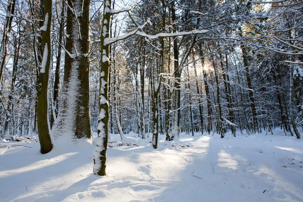 Ηλιακό φως στο χειμερινό δάσος με λευκό φρέσκο χιόνι και πεύκα. — Φωτογραφία Αρχείου