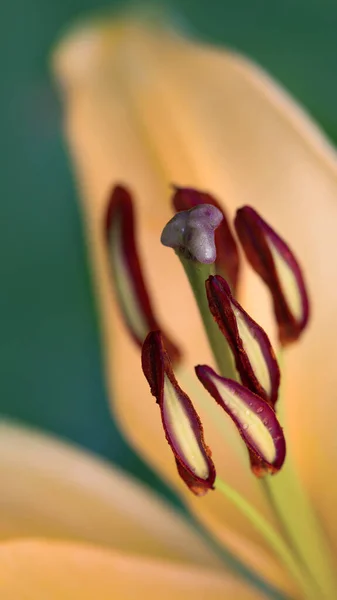 Close-up em lírio amarelo no jardim de verão.Close-up. — Fotografia de Stock