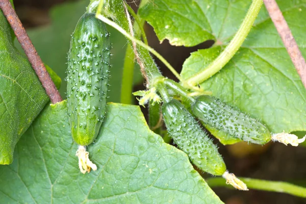Yung komkommers groeien in de kas. — Stockfoto