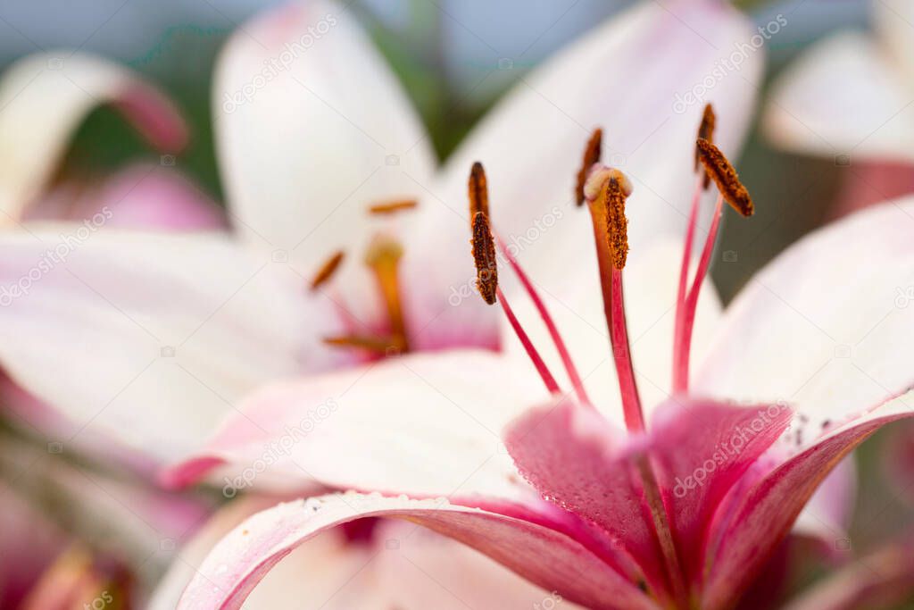 The flower of the pink lily in summer garden.