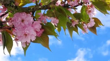 Pembe kiraz çiçekleriyle güzel Japon ağacı.