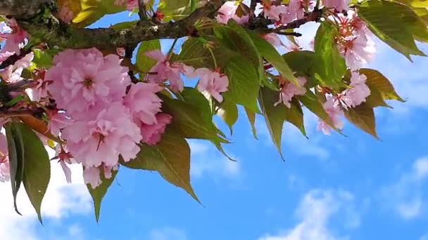 Красивое японское дерево с розовыми цветами вишни. — стоковое видео