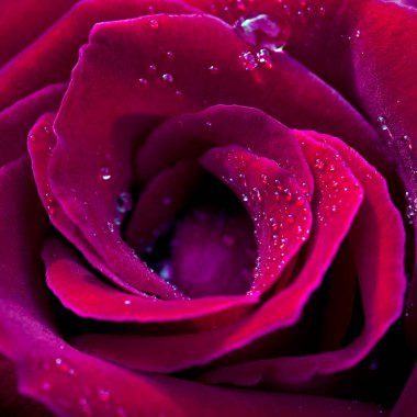 Kırmızı gül, su damlalarıyla yakın plan. Sevgililer Günü kartı..