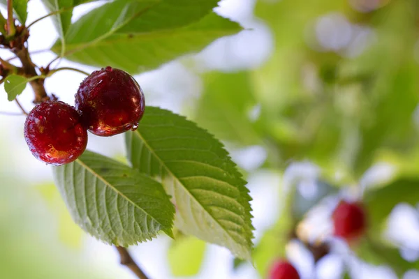 Kersen hangend aan een kersenboom tak. — Stockfoto