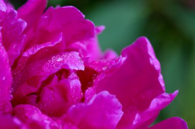 Soyut pembe şakayık çiçeği yeşil arka planda izole edilmiş .