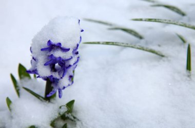 Karda mor bir sümbül yakın plan.