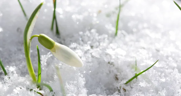Las gotas de nieve florecen en el jardín soleado sobre la nieve. Fondo de Pascua. —  Fotos de Stock