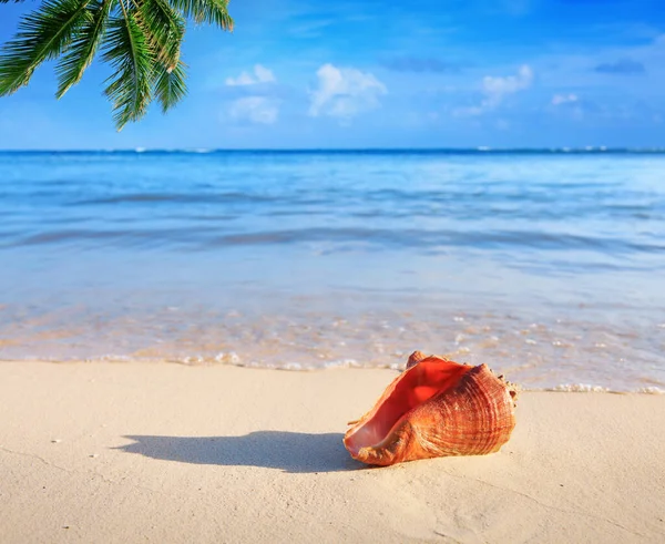 Travel background with Caribbean sea and sea shell on tropical beach. — Stock Photo, Image