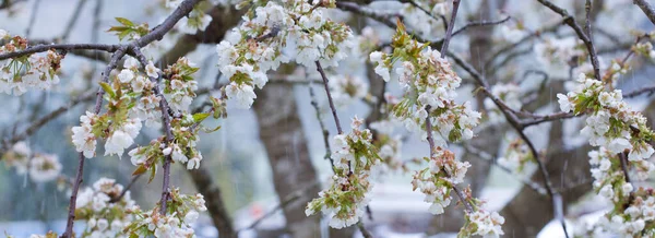 Kirschblüten und Schneefall im Frühlingsgarten. — Stockfoto