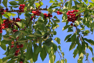 Kiraz ağacında sallanan kirazlar.