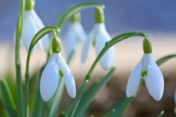 日当たりの良い庭に白い雪の花。イースターの背景. — ストック写真