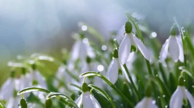 Güneşli bahçede beyaz kardamlaları .