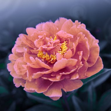 Pembe şakayık çiçekleri mavi arka planda izole edilmiş. .