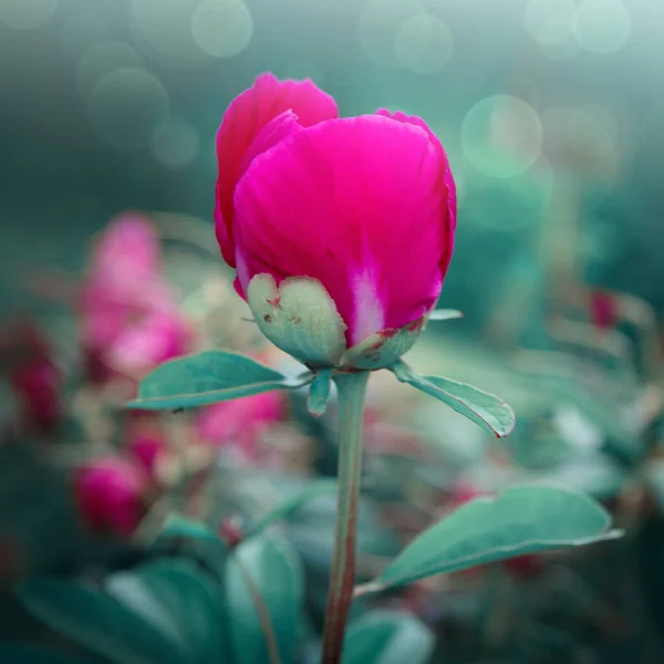 Flor rosa peonía floración aislada sobre fondo verde . —  Fotos de Stock