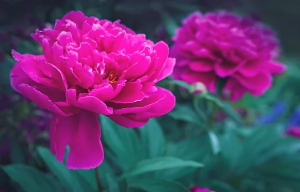 Roze bloem pioenroos bloei geïsoleerd op groene achtergrond . — Stockfoto