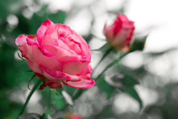 Rosa ros blomma isolerad på bakgrund suddig i trädgården . — Stockfoto