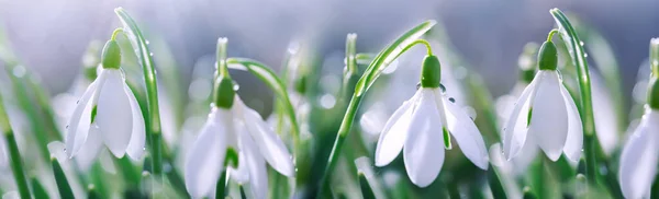 Easter background with snowdrops on bokeh background in sunny spring garden — Stock Photo, Image