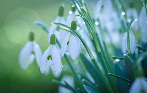 Velikonoční pozadí se sněhové kapky na pozadí bokeh v slunné jarní zahradě — Stock fotografie