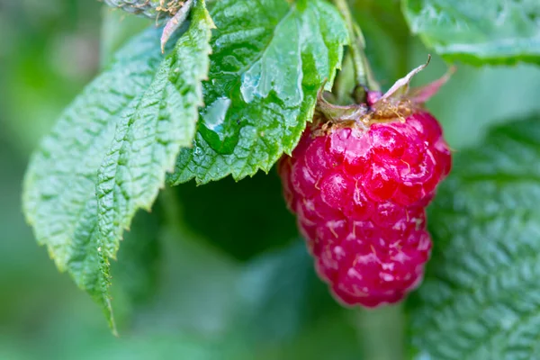 Ripe raspberry close-up. Raspberries on a branch. — Stock Photo, Image