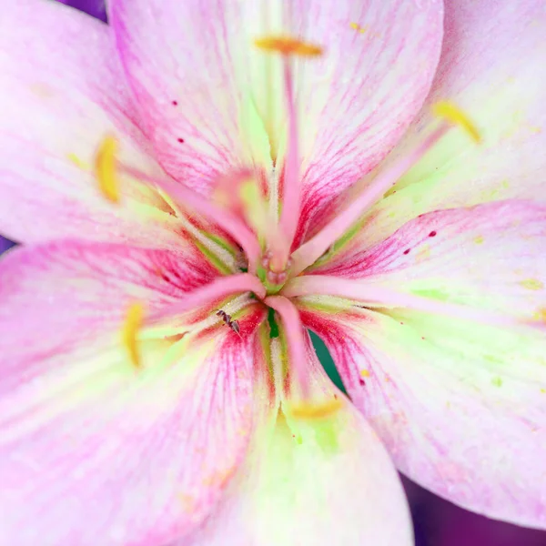 La flor del lirio rosa en el jardín de verano. — Foto de Stock