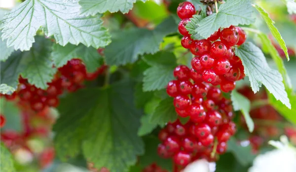 露の赤いスグリ果実は夏の庭の茂みに落ちる. — ストック写真