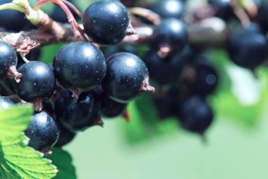 Çiyin içindeki üzümler yaz bahçesindeki bir çalılığa düşer..