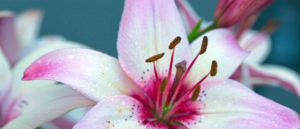 Közelről rózsaszín liliom a nyári kertben . — Stock Fotó