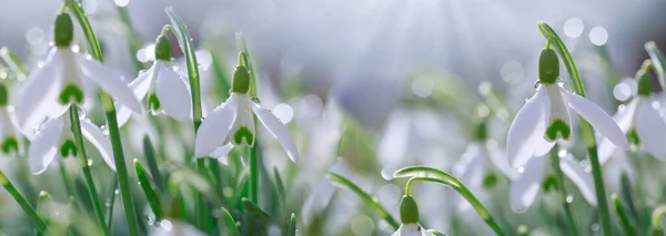 Ostern Hintergrund mit Schneeglöckchen auf Bokeh Hintergrund in sonnigem Frühlingsgarten — Stockfoto