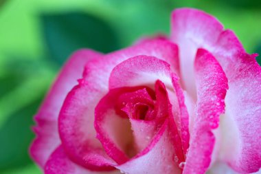 Pembe gül tatlı su ile bırakır. Tatil arka plan.