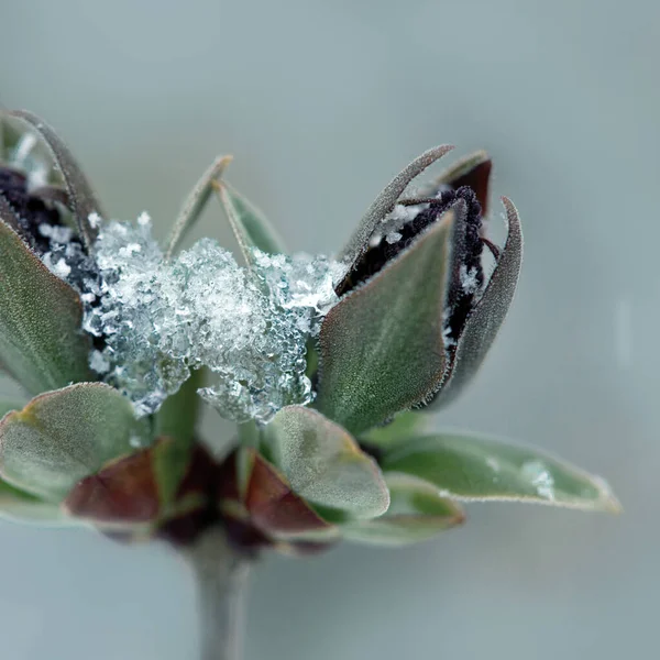 Nahaufnahme einer lila Fliederblüte mit Schnee. Frühling Hintergrund. — Stockfoto
