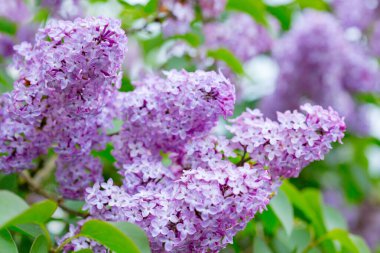 Bahçede yeşil yapraklı leylak çiçekleri olan bir dal..