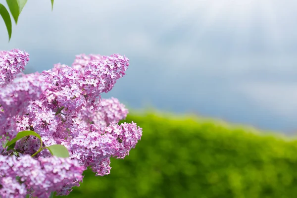 Gałąź z wiosennymi kwiatami bzu w ogrodzie odizolowanym na tle nieba. — Zdjęcie stockowe
