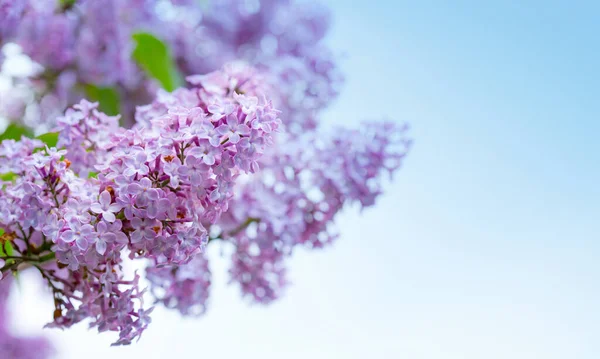 Gałąź z wiosennymi kwiatami bzu w ogrodzie odizolowanym na tle nieba. — Zdjęcie stockowe