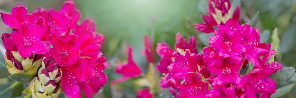 Červená azalka květiny izolované na rozmazané pozadí — Stock fotografie