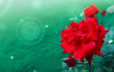 Yeşil zemin üzerinde yağmur damlaları olan kırmızı gül çiçeği .