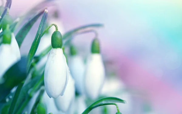 Hvide vintergækker blomst i solrig have. Påskebaggrund. - Stock-foto