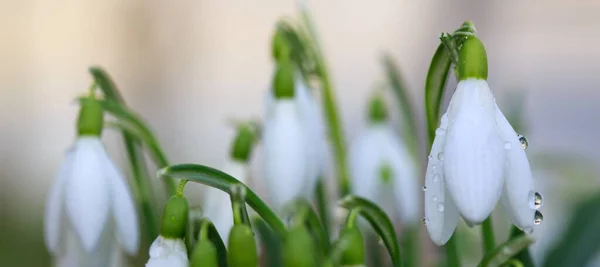 Bílé sněhové kapky kvetou ve slunné zahradě. Velikonoční pozadí. — Stock fotografie