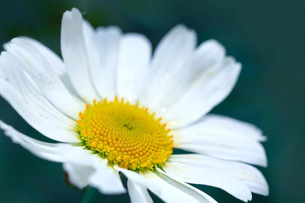 Flor de margarita blanca a la luz del atardecer. Primer plano de una flor de margarita — Foto de Stock