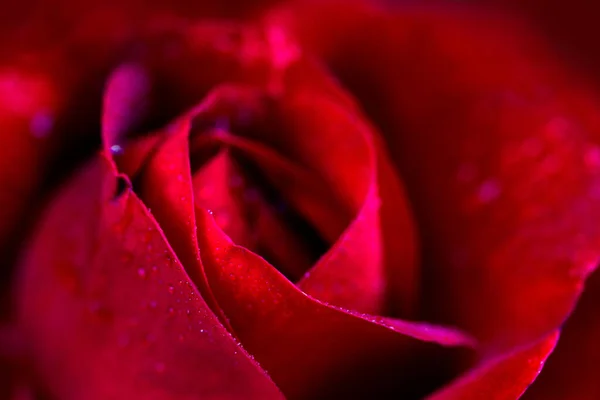 Pétalas de rosa vermelha com gotas de chuva close-up. Rosa Vermelha. — Fotografia de Stock