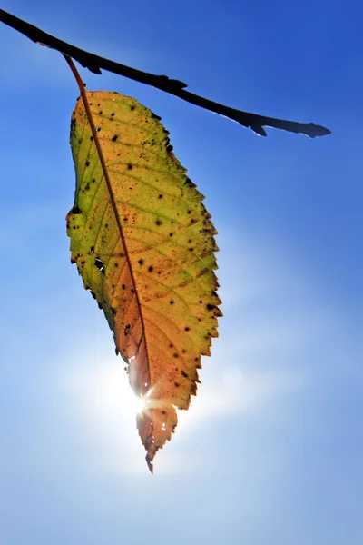 Ein leuchtend gelbes Blatt am Baum in den Strahlen der Sonne an einem Herbsttag. — Stockfoto