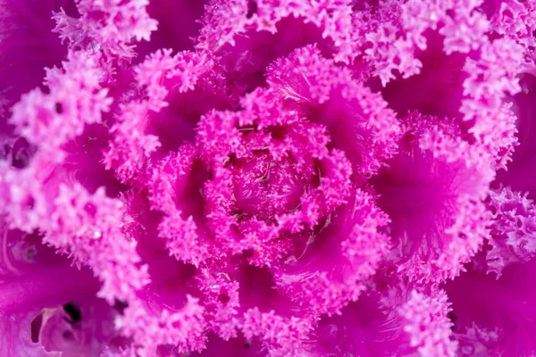 Col de col rizada de otoño decorativa rosa, macro shot — Foto de Stock