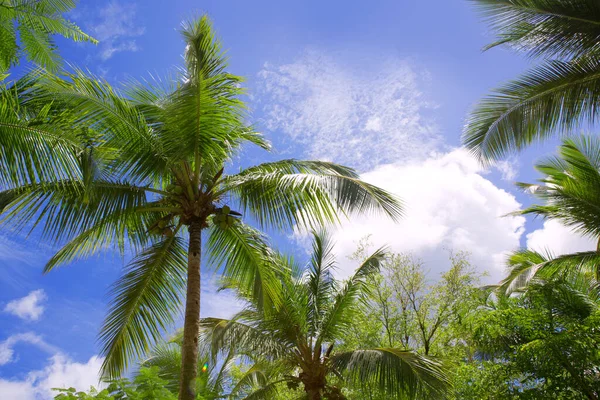 Palmera aislada sobre fondo azul del cielo. — Foto de Stock