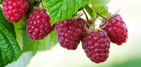 Close-up of the ripe raspberry in the summer garden. — Stock Photo, Image