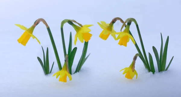 雪の中で最初の春の黄色の水仙の花. — ストック写真