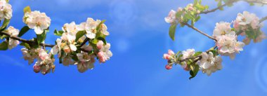 Bir bahar günü kiraz çiçekleri açar..