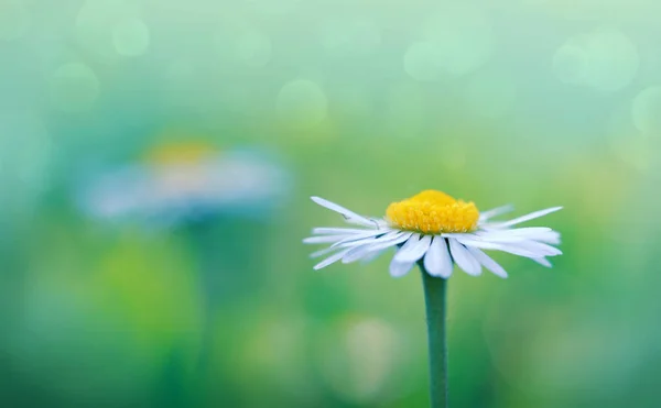 Sluiten up witte madeliefje bloem met groene wazig achtergrond. — Stockfoto