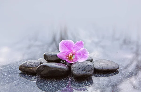 Spa stenar och rosa orkidé blommor på grå bakgrund. — Stockfoto
